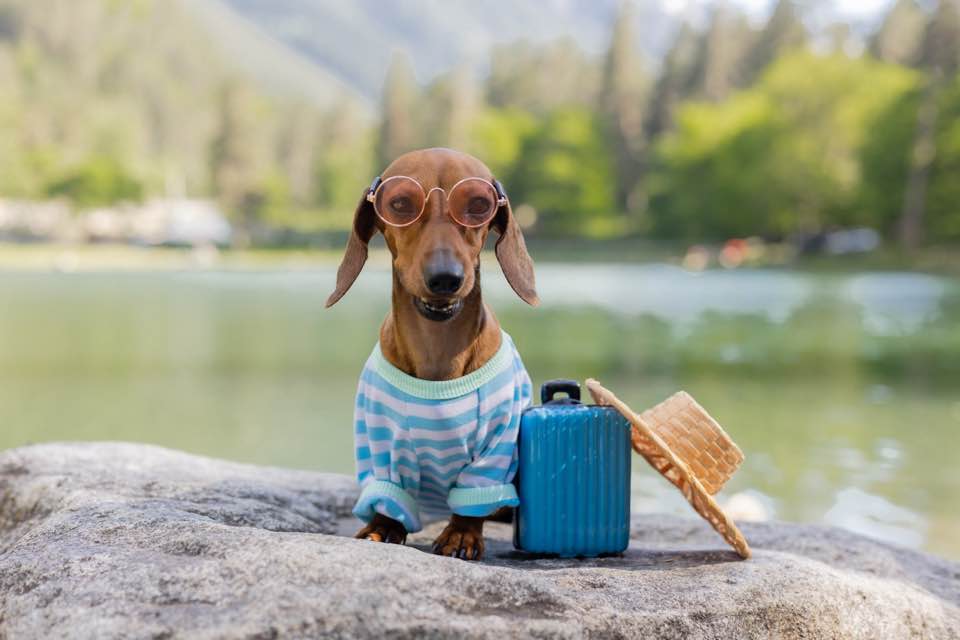 Pet Travel Requirements: Do Dogs Need Passports to Travel from the USA?