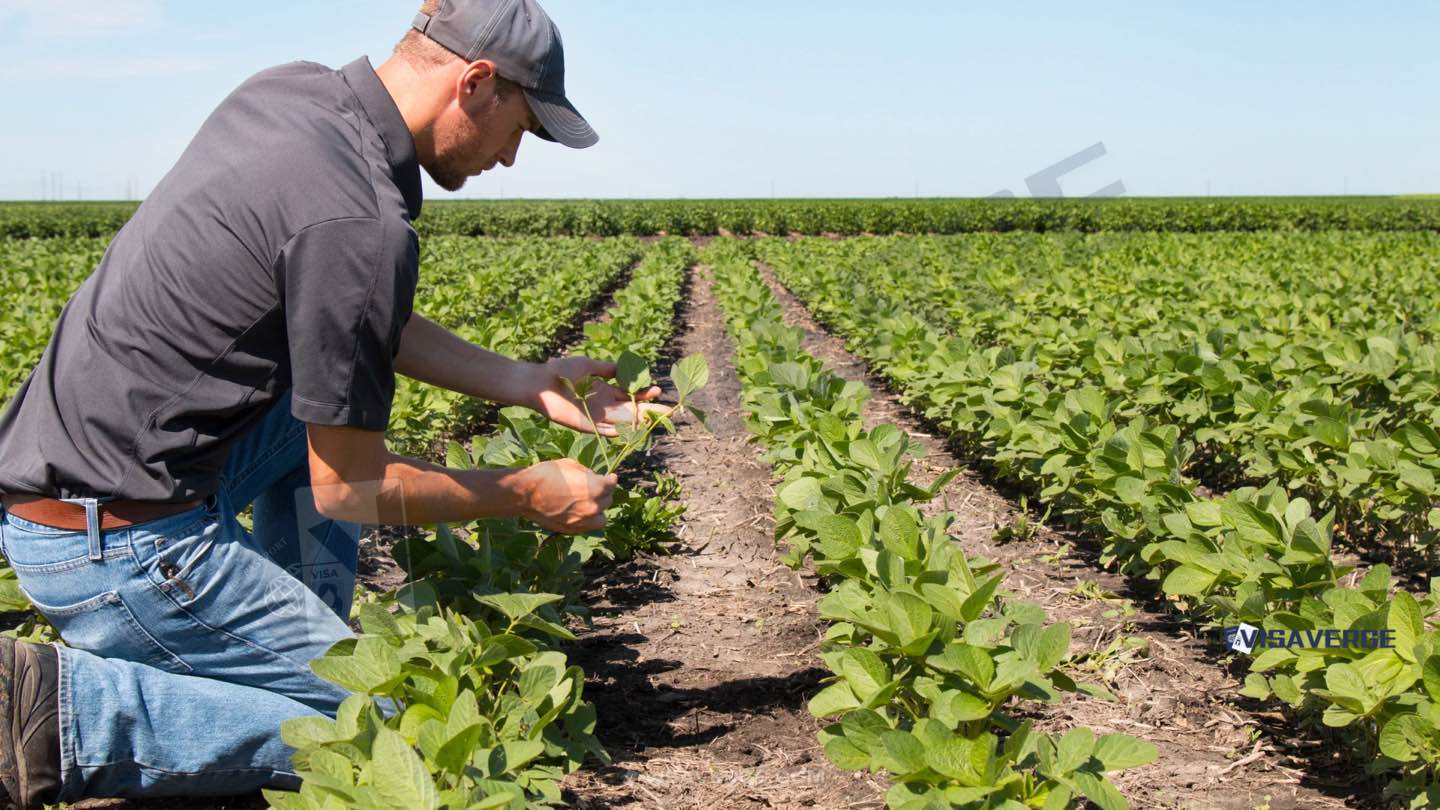 Impact of Reducing Temporary Immigration on Canadian Agriculture Impact of Reducing Temporary Immigration on Canadian Agriculture