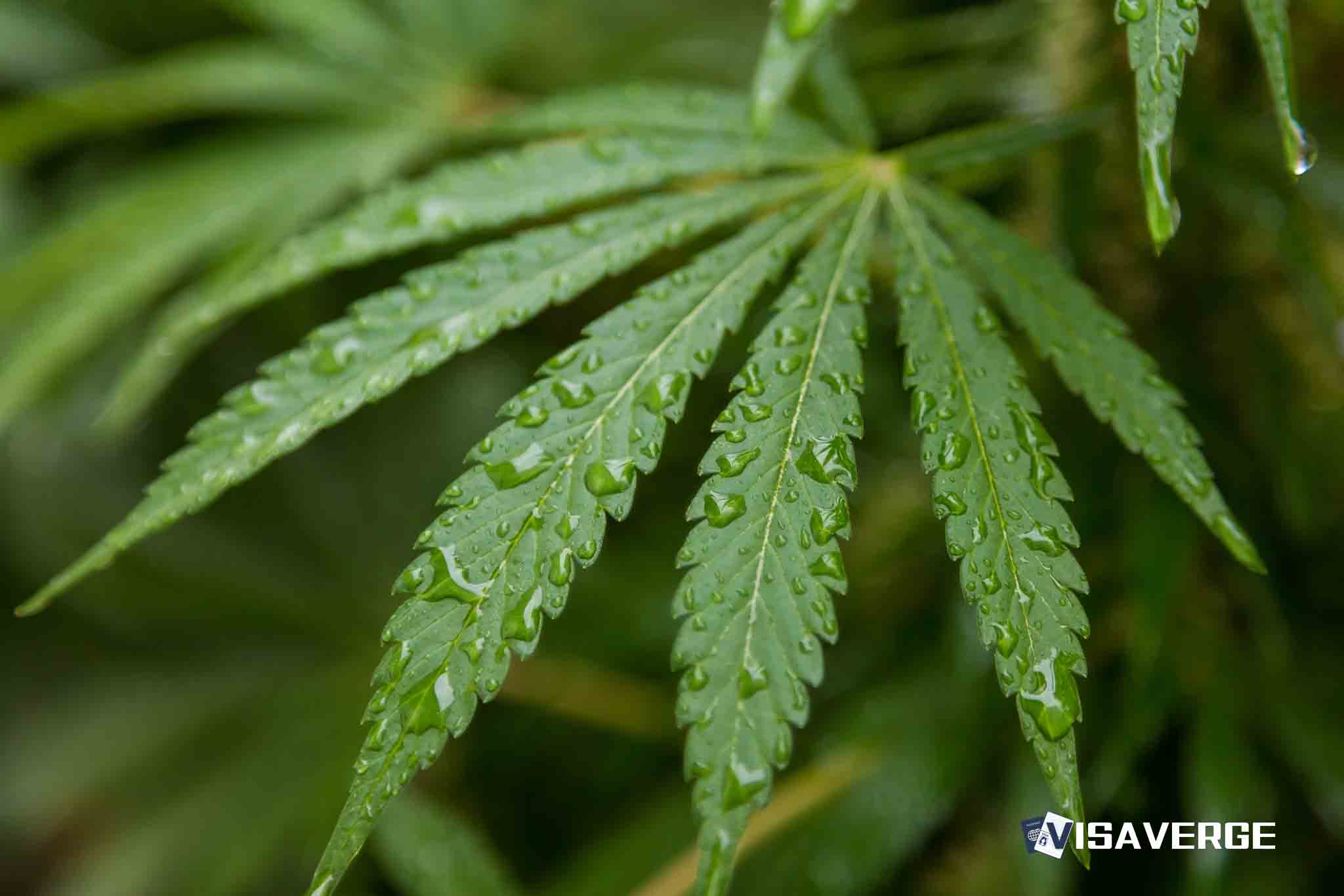 Traveling Abroad with a Municipal THC Citation: Effects on International Travel Traveling Abroad with a Municipal THC Citation: Effects on International Travel