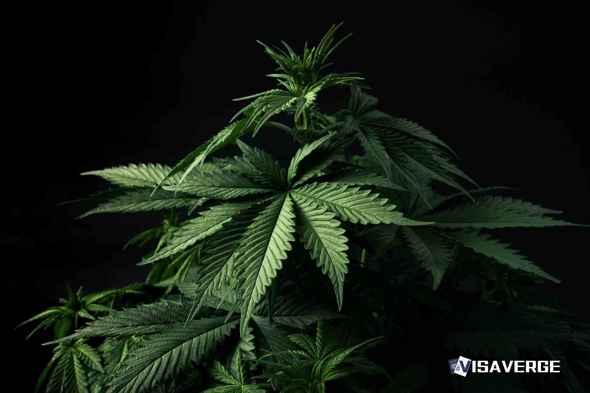 Nearly 30 Pounds of Marijuana Seized in Luggage at Kona Airport Nearly 30 Pounds of Marijuana Seized in Luggage at Kona Airport